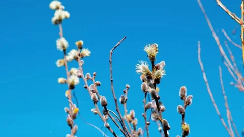 Beautiful spring landscape with a blossoming tree and the river. Stock Footage 153068491
