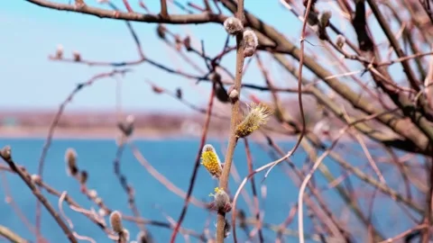 Beautiful spring landscape with a blossoming tree and the river. Stock Footage 171306851