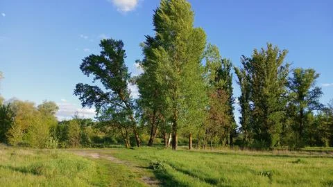 Beautiful spring landscape with grass, trees Stock Photos