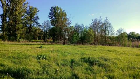 Beautiful spring landscape with grass, trees Stock Photos