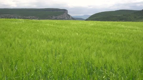 Beautiful spring landscape with green wheat field and mountains Stock Footage 154928811
