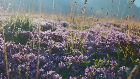 Beautiful spring landscape in the mountains. spring. purple flowers. Dedegol. Tu Stock Footage 244244878