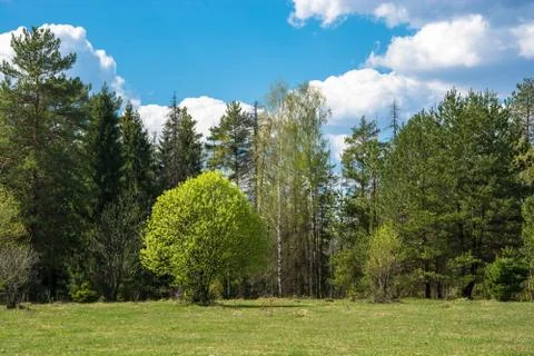 Beautiful spring landscape. Stock Photos