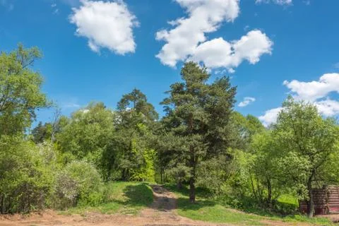 Beautiful spring landscape with tree and sky Stock Photos