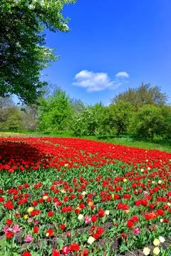 Beautiful spring landscape of trees and field flowers tulips against the bl.. Stock Photos