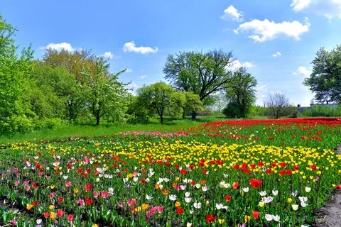 Beautiful spring landscape of trees and field flowers tulips against the bl.. Stock Photos