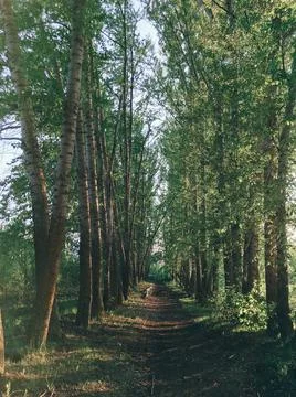 Beautiful spring landscape with trees Stock Photos