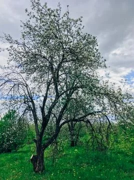 Beautiful spring landscape with trees Foto stock