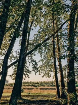 Beautiful spring landscape with trees 스톡 사진