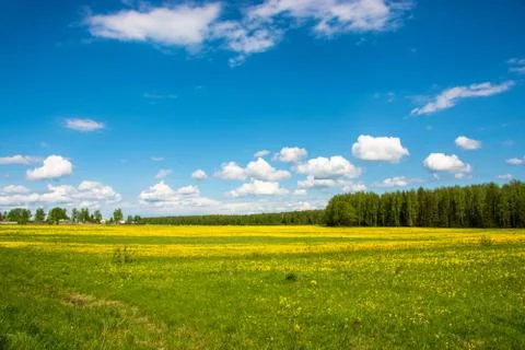 Beautiful spring landscape with yellow fields of dandelions. Stock Photos