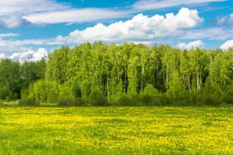 Beautiful spring landscape with yellow fields of dandelions. Stock Photos