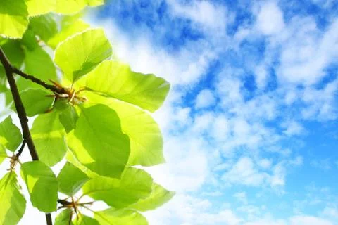 Beautiful spring leaves background Stock Photos