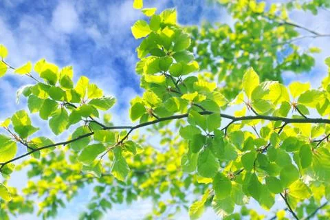 Beautiful spring leaves background Stock Photos
