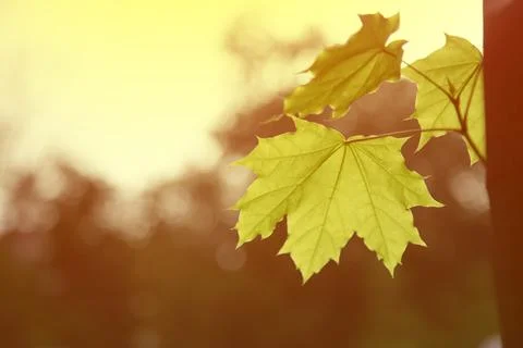 Beautiful spring leaves of maple tree against sunset light . Horizontal sho.. Stock Photos