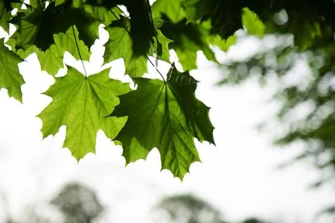 Beautiful spring leaves of maple tree and sunlight . close up Stock Photos