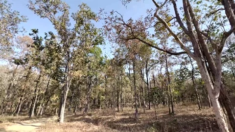 The beautiful spring light falling on the trees in Pench national park Stock Footage 304723968