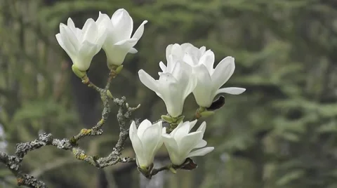 Beautiful Spring Magnolia Tree Flowers Blooming in Spring Nature Garden Stock-Footage 50330341