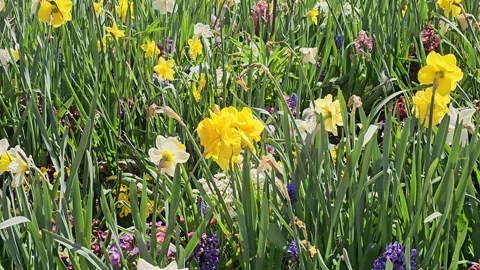 Beautiful spring meadow with daffodils and hyacinths Stock Footage 341861699