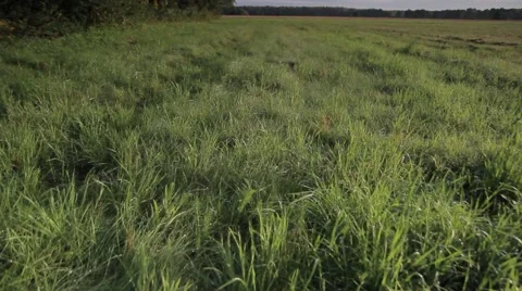 Beautiful spring meadow Stock-Footage 53497932