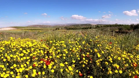 Beautiful Spring Meadow, Sicilian Landscape, Caltanissetta, Italy, Europe Stock Footage 107724041