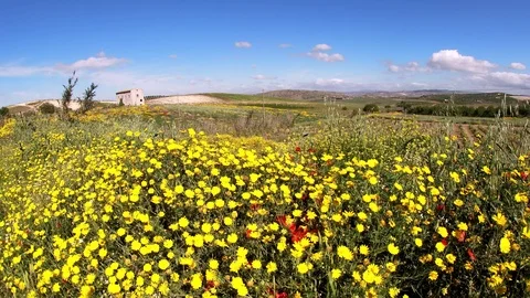 Beautiful Spring Meadow, Sicilian Landscape, Caltanissetta, Italy, Europe Stock Footage 107724135