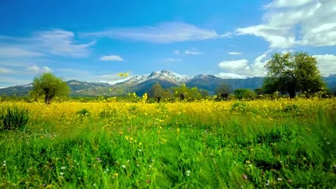 Beautiful spring mountain landscape with a field of blooming yellow flowers Stock Footage 343695679