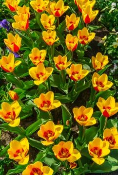 Beautiful spring , multi-colored tulips planted in the city park. Stock Photos
