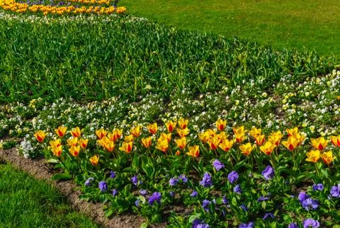 Beautiful spring , multi-colored tulips planted in the city park. Foto stock