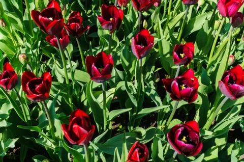 Beautiful spring , multi-colored tulips planted in the city park. Stock Photos
