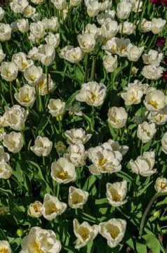 Beautiful spring , multi-colored tulips planted in the city park. Stock Photos