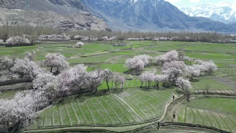 Beautiful Spring Nature and Mountain Landscape in Skardu Stock Footage 345601653