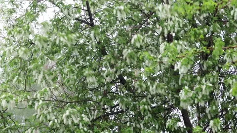 Beautiful Spring Nature background with Flowers Apple tree close up, soft focus Stock Footage 241024692