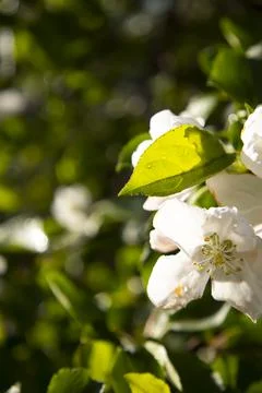 Beautiful Spring Nature background with Flowers Apple tree close up, soft focus Stock Photos
