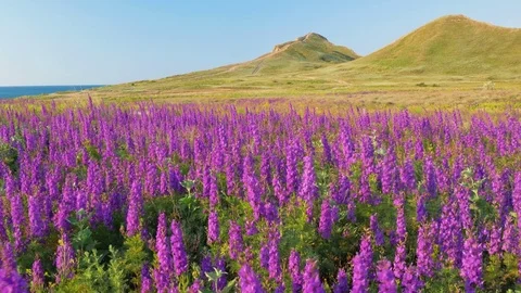 Beautiful spring nature 库存影片 82769929