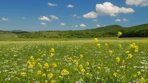 Beautiful spring nature Stock Footage 82769953