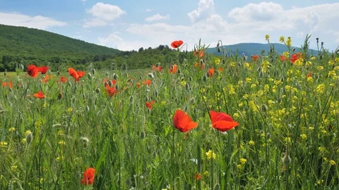 Beautiful spring nature 動画素材 82769978