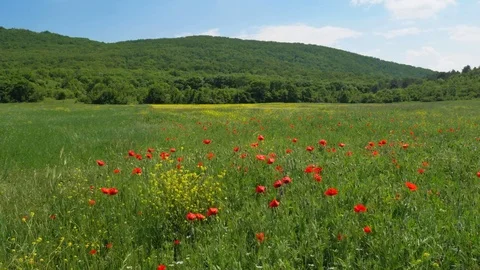 Beautiful spring nature Stock Footage 82769983