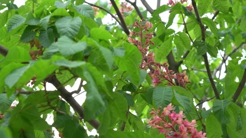 Beautiful spring or summer green trees blooming with cute pink flowers Stock Footage 133215840