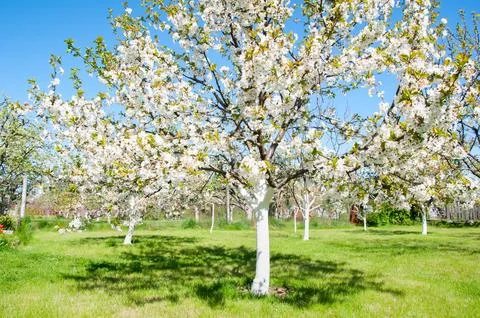 Beautiful spring orchard in full bloom with white blossoms on trees. Vibran.. Stock Photos
