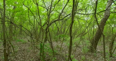 Beautiful spring park Stock Footage 139629604