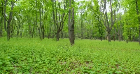 Beautiful spring park Stock Footage 139629684