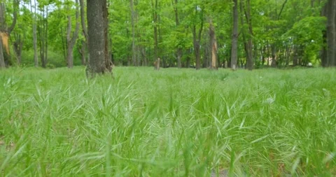 Beautiful spring park Stock Footage 139629690