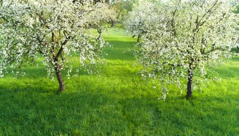Beautiful spring park. Spring nature. Cherry trees in blossom. Stock Photos