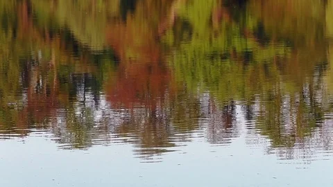 Beautiful spring park in sunset - Peace and quiet Stock Footage 80240814