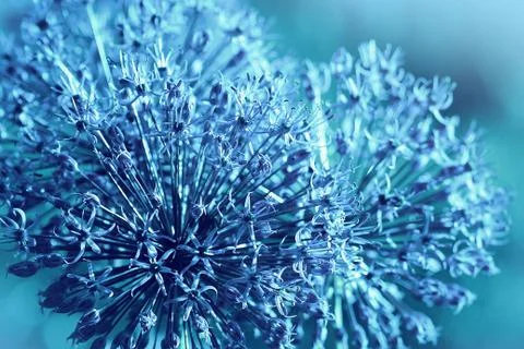 Beautiful spring pattern background with blue flower . Close up of Allium flo Stock Photos