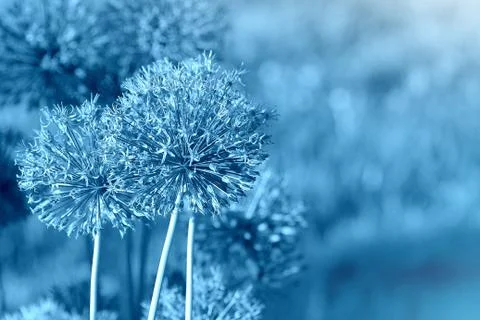 Beautiful spring pattern background with blue flower . Close up of Allium flo Stock Photos