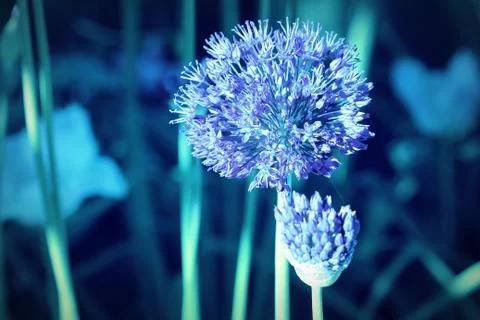 Beautiful spring pattern background with blue flower . Close up of Allium flo Stock Photos