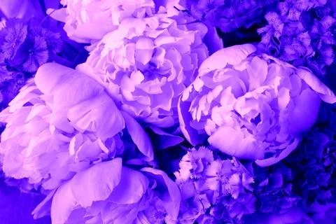Beautiful spring pattern background with blue flower . Close up of peony flow Stock Photos