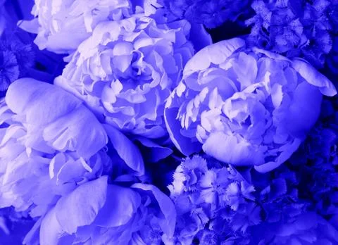 Beautiful spring pattern background with blue flower . Close up of peony flow Stock Photos