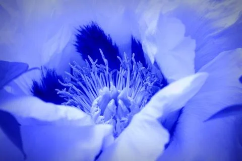 Beautiful spring pattern background with blue flower . Close up of peony flow Stock Photos